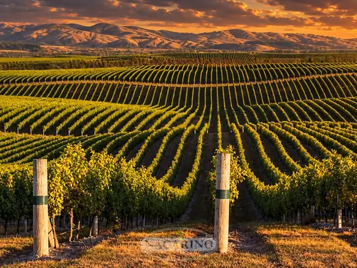 Viñedo en espaldera al amanecer